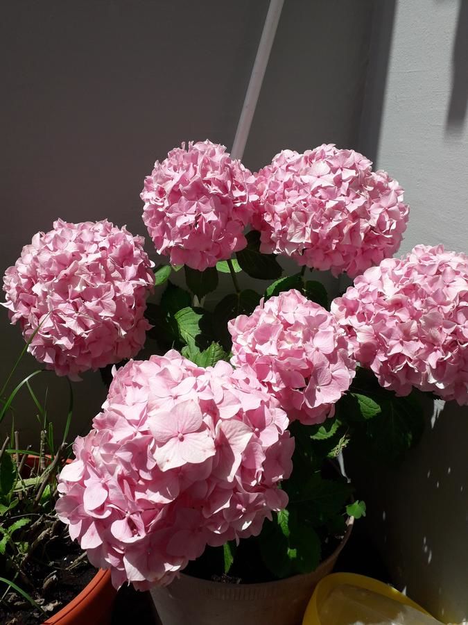 Апартаменты ANA Будва-18