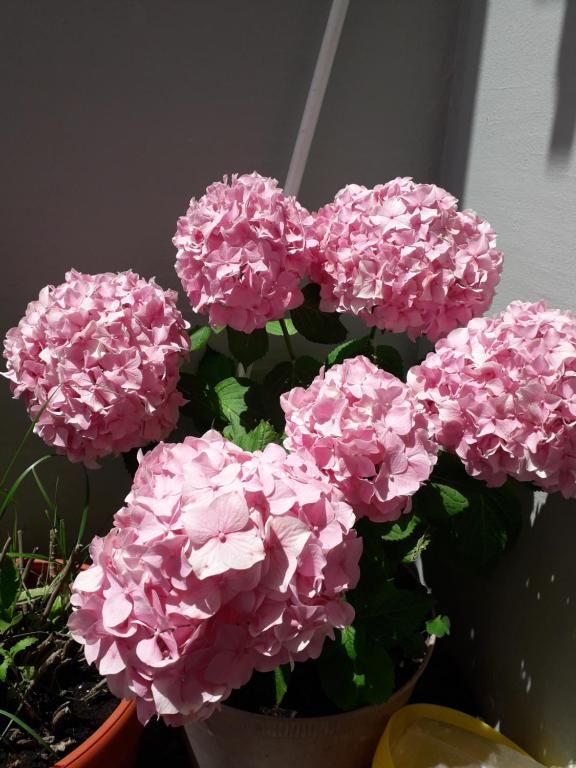 Апартаменты ANA Будва-33