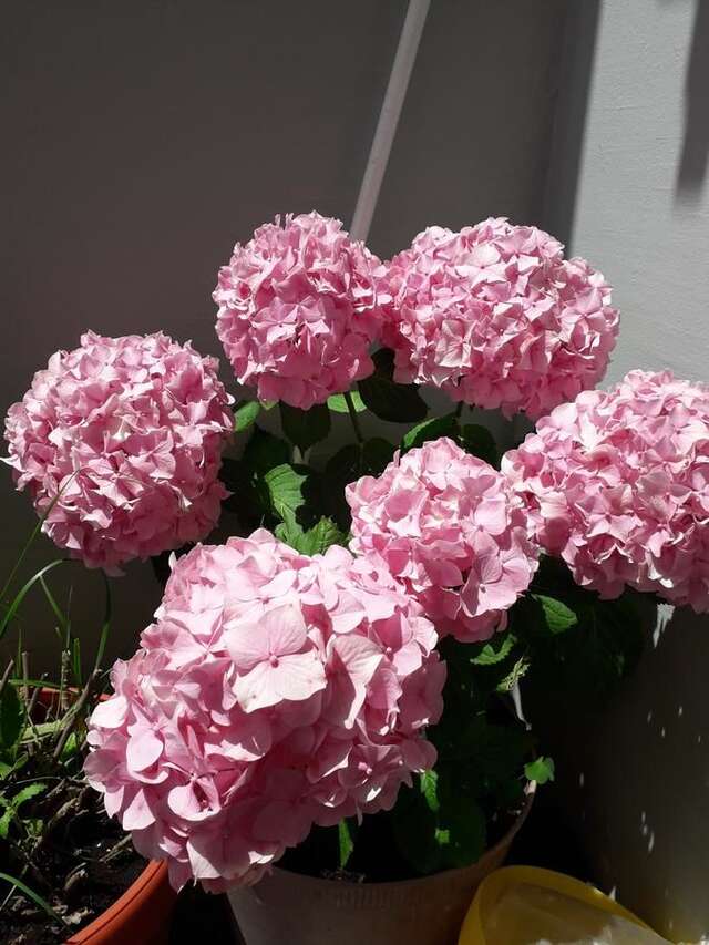 Апартаменты ANA Будва-17