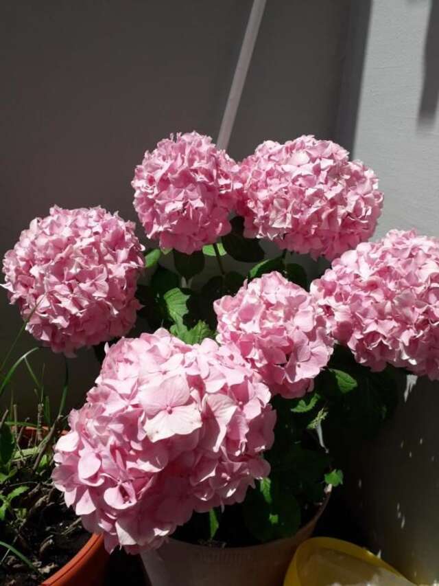 Апартаменты ANA Будва-32